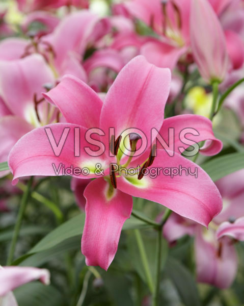 Lilium Profundo Lilium Profundo