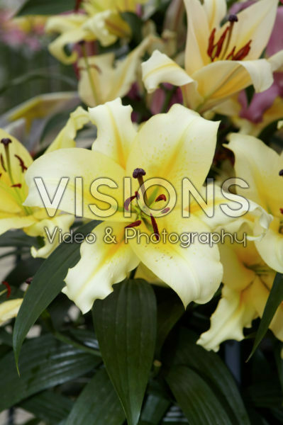 Lilium Alfieri Lilium Alfieri