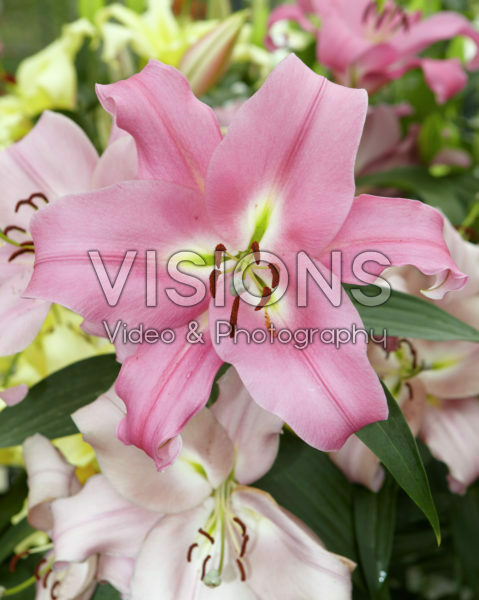 Lilium Arvandrud Lilium Arvandrud