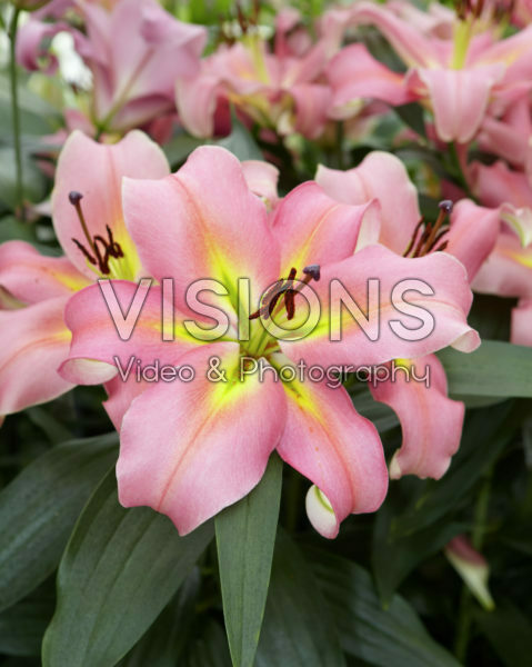 Lilium Aventino Lilium Aventino
