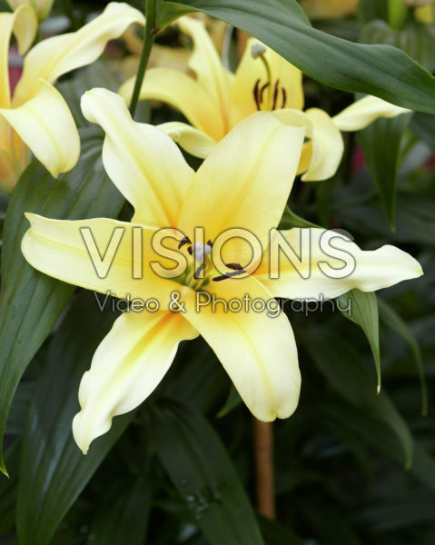 Lilium Avocado Lilium Avocado