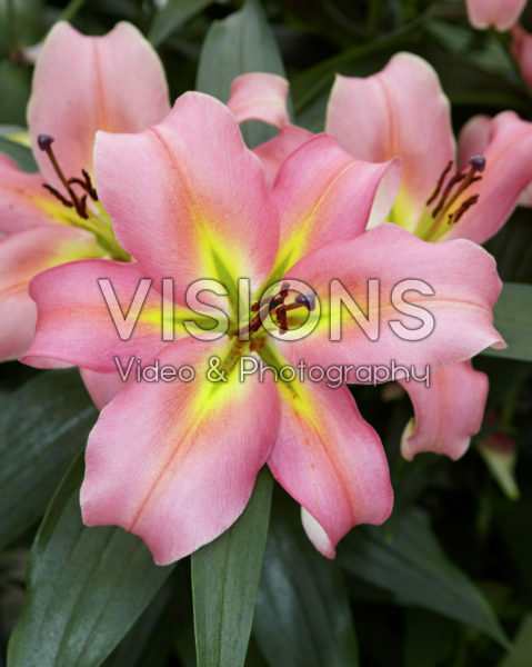 Lilium Aventino Lilium Aventino