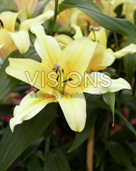 Lilium Avocado Lilium Avocado