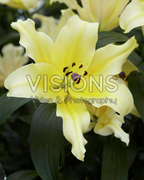 Lilium Baruta Lilium Baruta