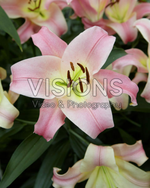 Lilium Baywatch Lilium Baywatch