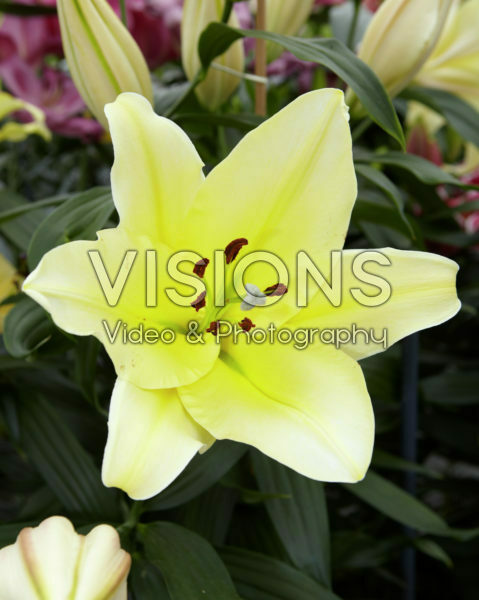 Lilium Big Brother Lilium Big Brother