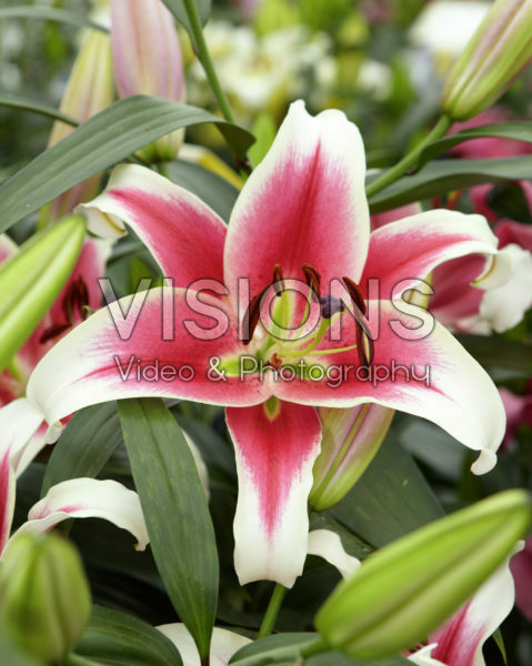 Lilium Candy Club Lilium Candy Club