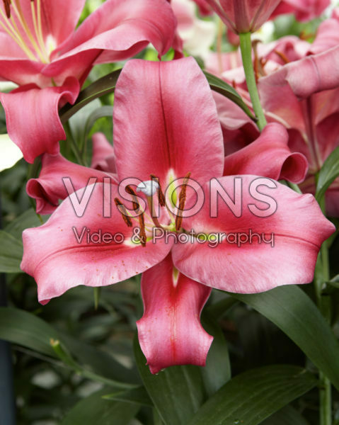 Lilium Carbonero Lilium Carbonero