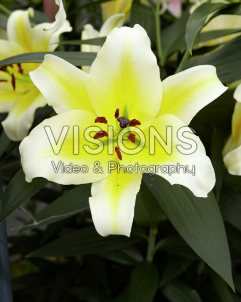 Lilium Conca d'Or Lilium Conca d'Or