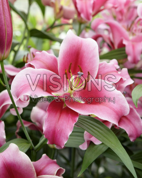 Lilium Dalian Lilium Dalian