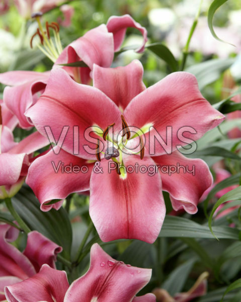 Lilium Esta Bonita Lilium Esta Bonita