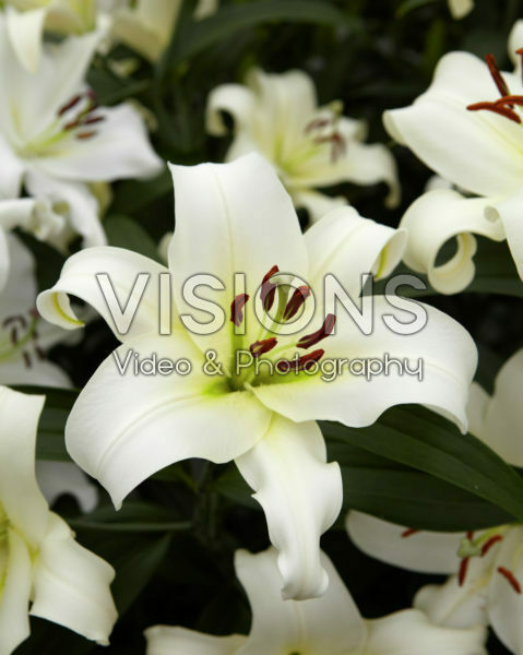 Lilium Hypnose Lilium Hypnose