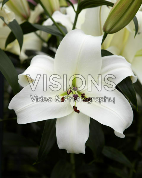 Lilium wit Lilium wit