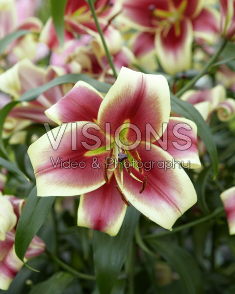 Lilium Invasion Lilium Invasion