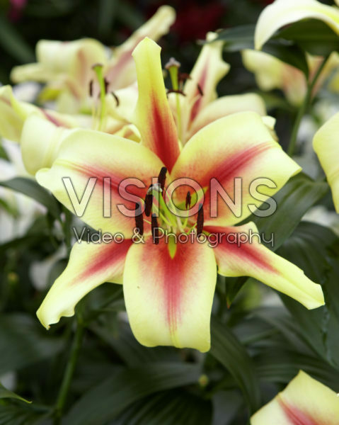 Lilium Lavon Lilium Lavon