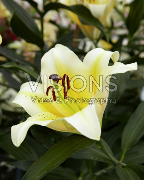 Lilium Manissa Lilium Manissa