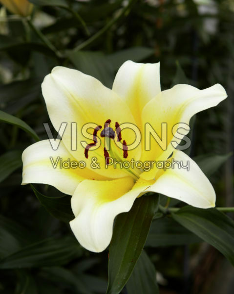 Lilium Manissa Lilium Manissa