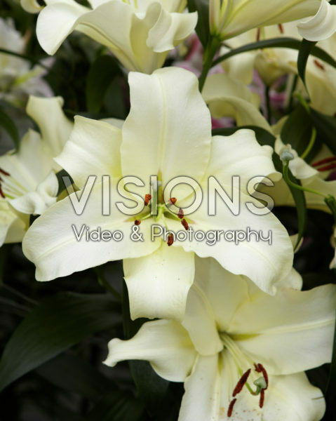 Lilium Motown Lilium Motown