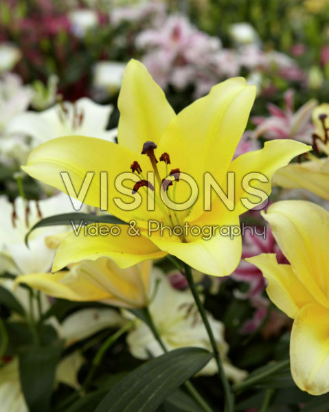 Lilium Montafon Lilium Montafon