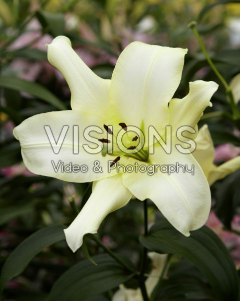 Lilium Ovatie Lilium Ovatie
