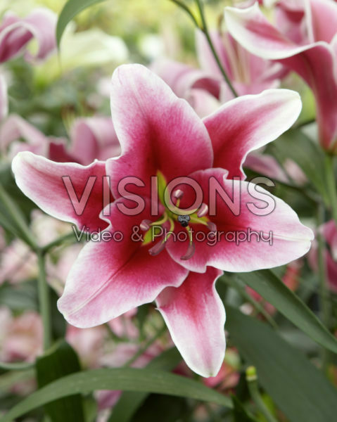 Lilium Paraguay Lilium Paraguay
