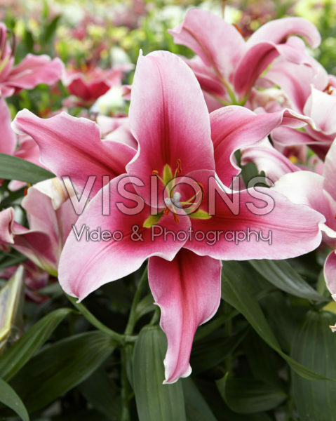Lilium Pink Magic Lilium Pink Magic