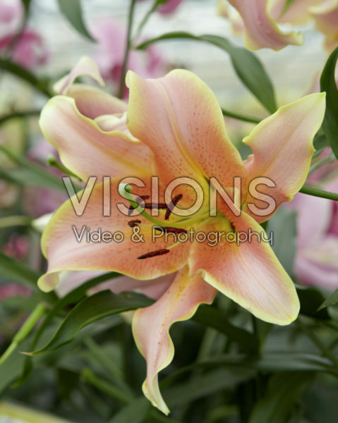 Lilium Red Hot Lilium Red Hot