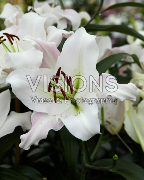Lilium Revelation Lilium Revelation