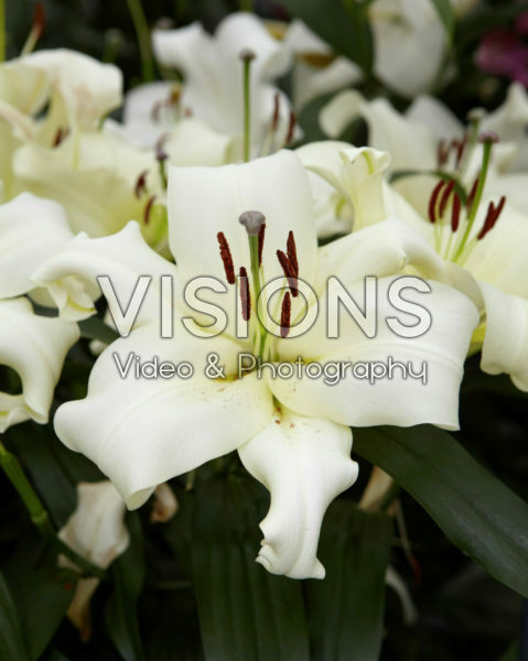Lilium Rexona Lilium Rexona
