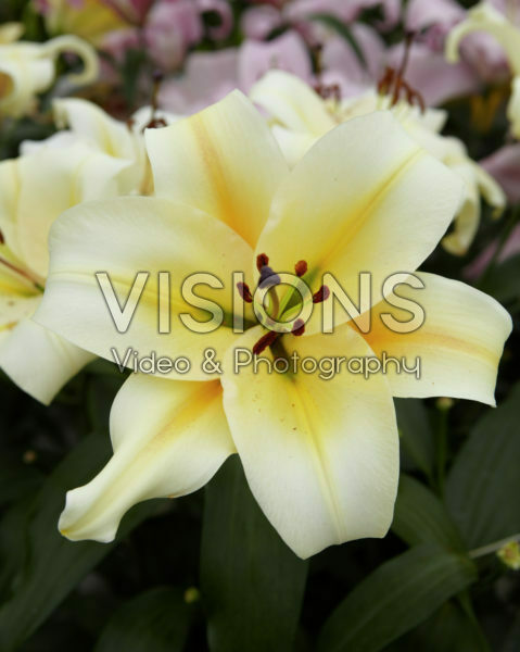 Lilium Santini Lilium Santini