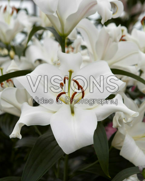 Lilium Zambesi Lilium Zambesi