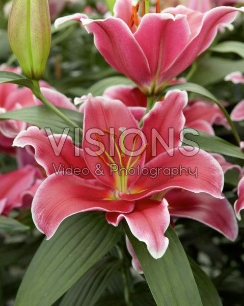 Lilium 0310-01382-004 Lilium 0310-01382-004