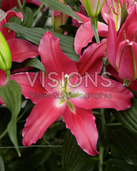 Lilium OR 04.12022 Lilium OR 04.12022