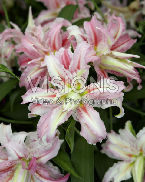 Lilium Broken Heart Lilium Broken Heart