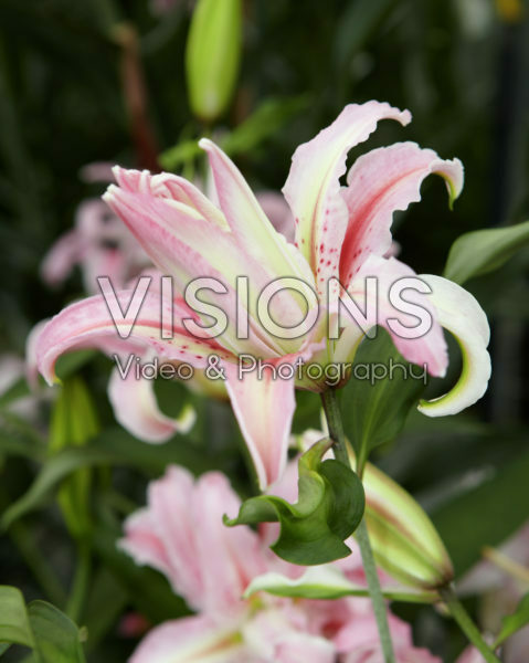 Lilium Broken Heart Lilium Broken Heart