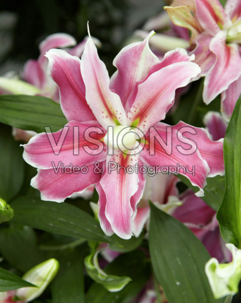 Lilium Distant Drum Lilium Distant Drum