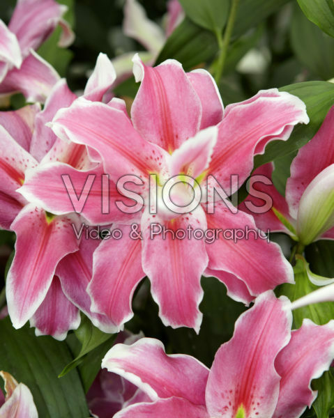 Lilium Lilac Cloud Lilium Lilac Cloud