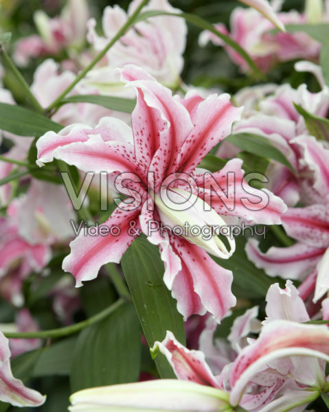 Lilium Magic Star Lilium Magic Star