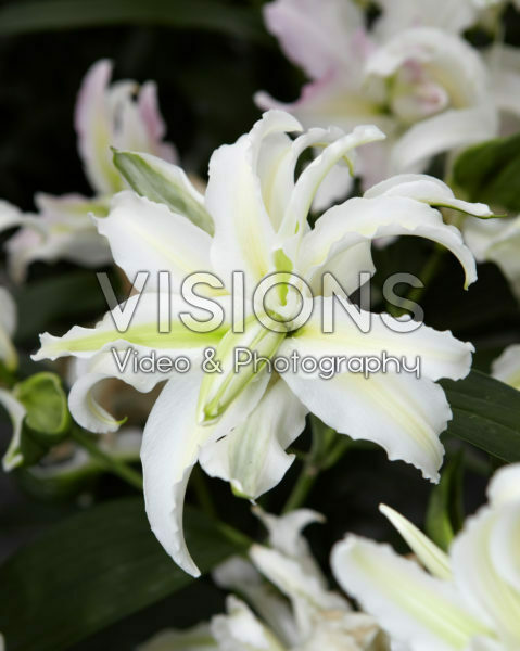 Lilium Polar Star Lilium Polar Star