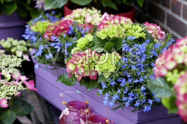 Hydrangea Hydrangea