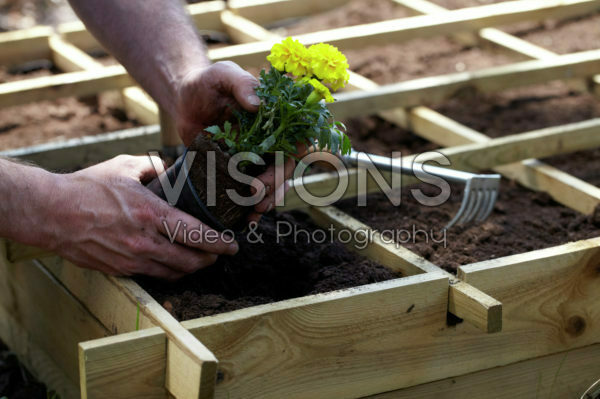 Square foot gardening Square foot gardening