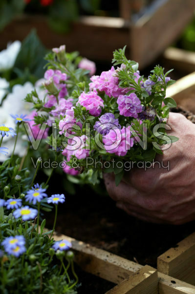 Square foot gardening Square foot gardening
