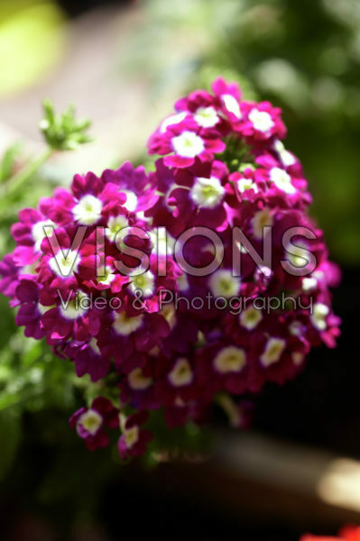 Verbena Verbena