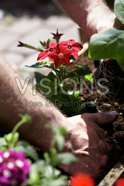 Square foot gardening Square foot gardening