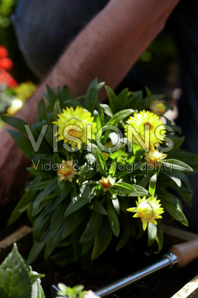 Helichrysum Helichrysum