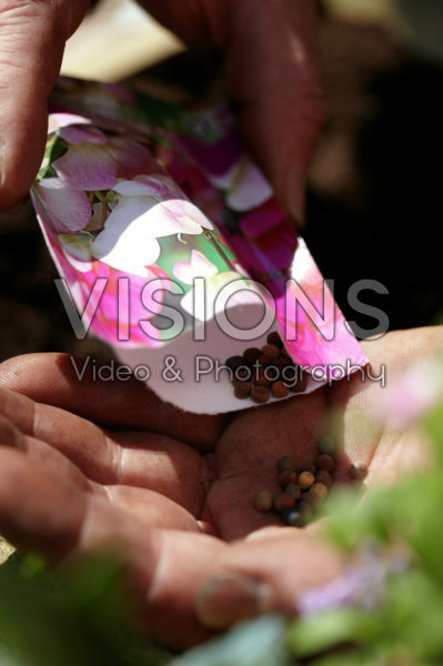 Square foot gardening Square foot gardening