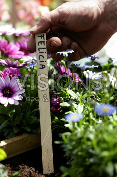 Square foot gardening Square foot gardening