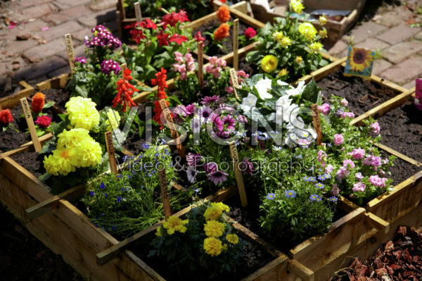 Square foot gardening Square foot gardening