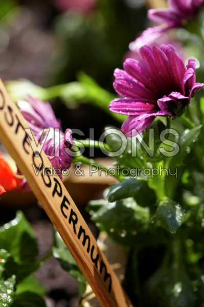 Osteospermum Osteospermum
