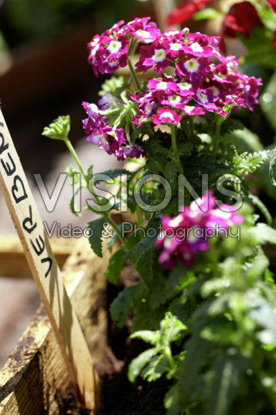 Verbena Verbena